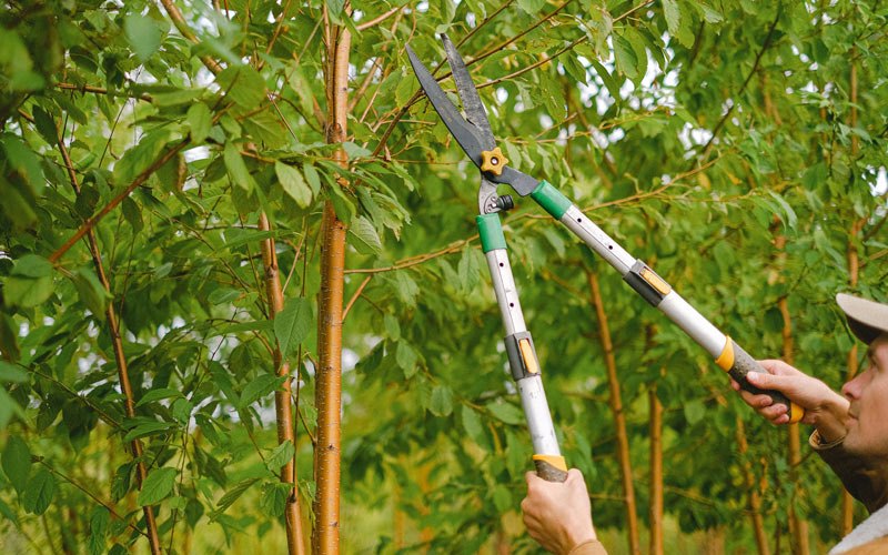 Tree trimming in Hordville, NE